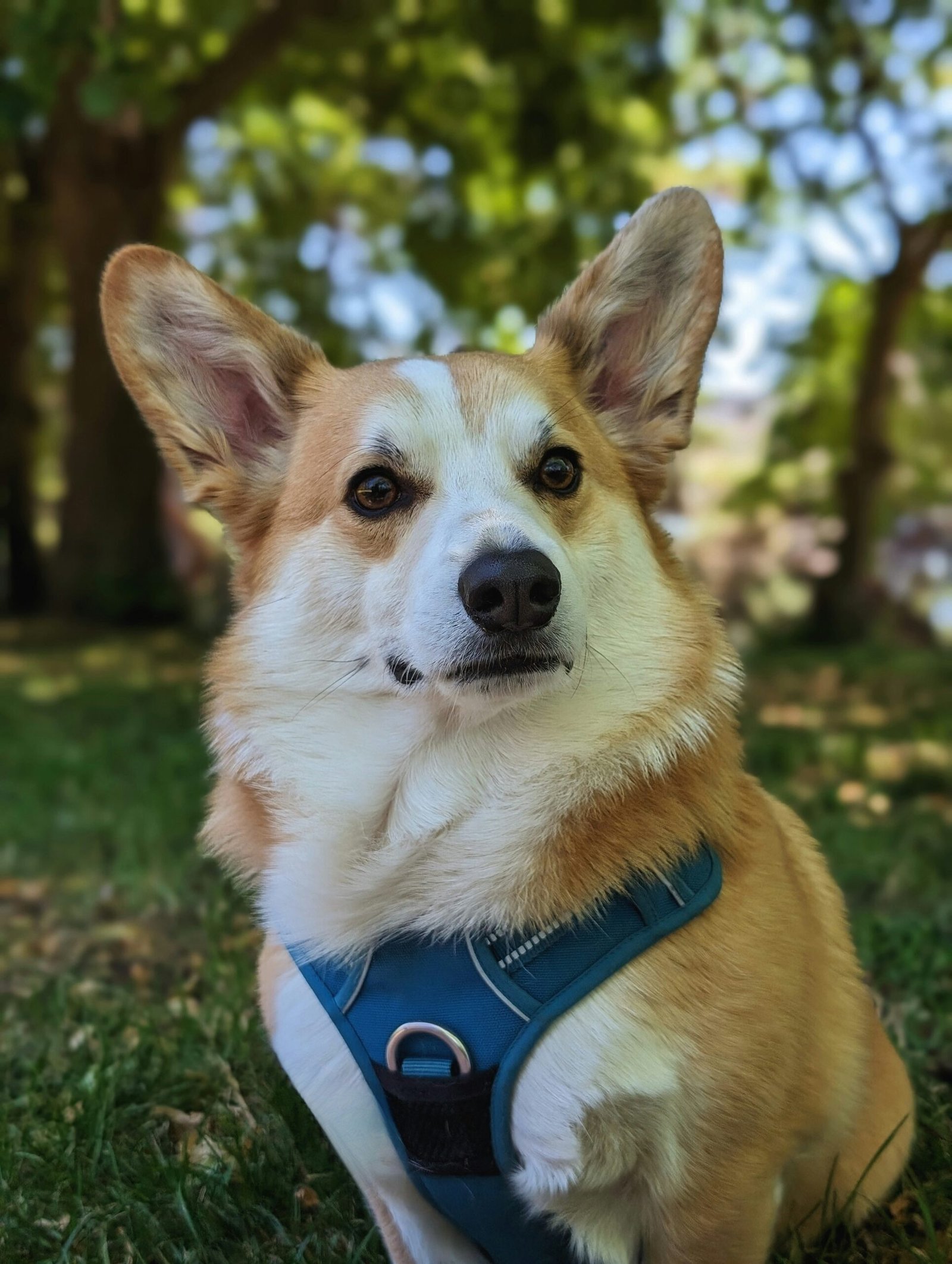 a brown and white dog sitting on top of a lush green field